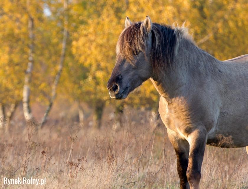 Konik polski